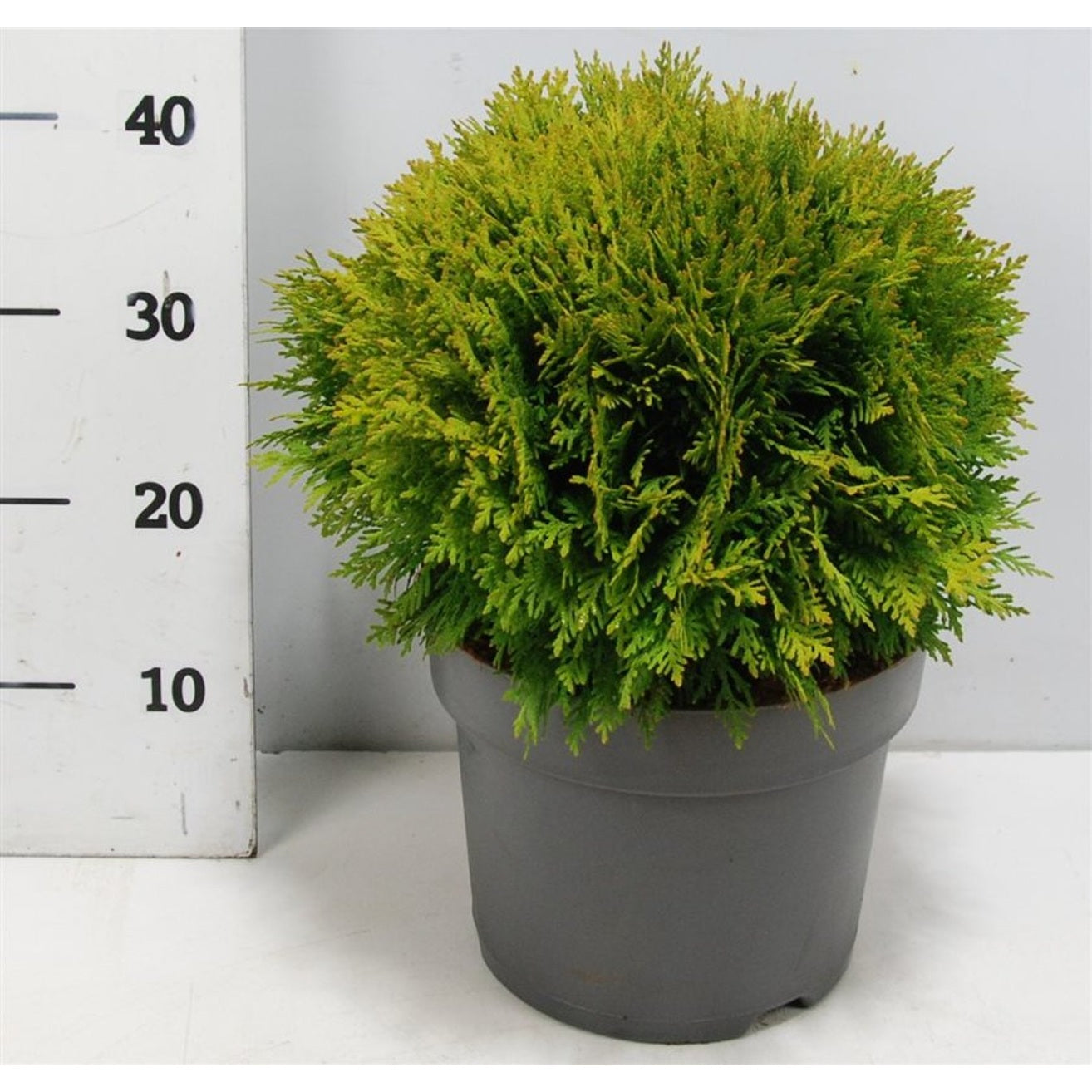 Thuja – Thuja occidentalis 'Danica' - C7.5 30-40 cm.